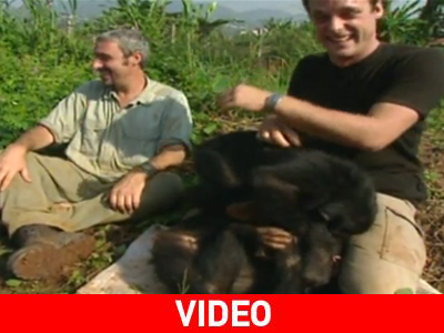 Σκανταλιάρηδες χιμπατζήδες